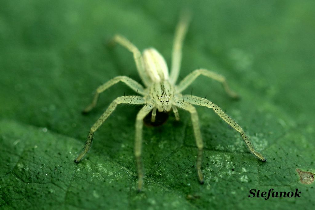 Micrommata virescens - Monrupino (TS)